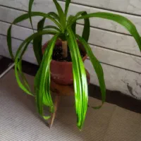 گل اشک ملکه