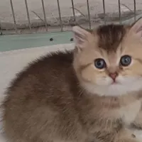 سرپرستی گر به|گربه|کرمانشاه, |دیوار