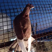 دو عدد کبوتر خوب|پرنده|شیراز, سلطان آباد|دیوار