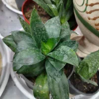 انواع گل آپارتمانی با ارسال رایگان|گل و گیاه طبیعی|پیر بکران, |دیوار