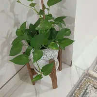 گل های زیبا