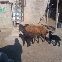 میش بره دار|حیوانات مزرعه|اقبالیه, |دیوار