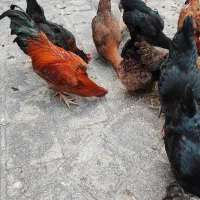 خروس محلی دو رگه لاری