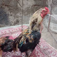 خروس لاری