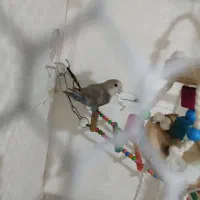 طوطی برزیلی|پرنده|ارومیه, |دیوار