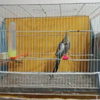 عروس هلندی|پرنده|مشهد, تلگرد|دیوار