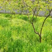 فروش-باغ-ویلایی-در-اسکو