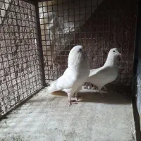 کفتر|پرنده|محلات, |دیوار