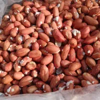 بادام زمینی مغان|خوردنی و آشامیدنی|تهران, ایرانشهر|دیوار