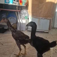 یک جفت جوجه لاری نژاد افغان دنگ بالا|حیوانات مزرعه|فولادشهر, C1|دیوار