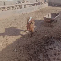 گوسفند|حیوانات مزرعه|نیشابور, دربقاضی|دیوار