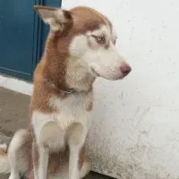 هاسکی سیبرین واگذاری|سگ|آستارا, |دیوار