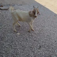 کهره نره|حیوانات مزرعه|برازجان, |دیوار