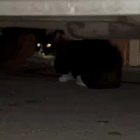 گربه گمشده پیدا شده