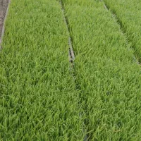 فروش نشا برنج هاشمی