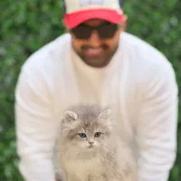 گربه بریتیش لانگ هیر