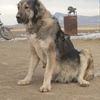 سرابی اصیل|سگ|کبودرآهنگ, |دیوار