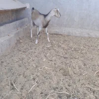 کولار آلپاین کل درجه 1
