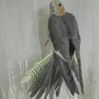 دوعددطوطی قیمت مناسب