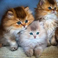 حر آج کده گربه های بازیگوش و کیوت (مدارک کامل)