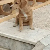 فروش سگ گلدن اشپیتز|سگ|فردیس, شهرک ۱۱۰|دیوار