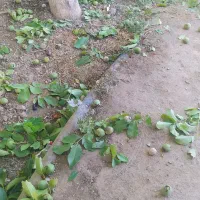 باغ|فروش زمین و ملک کلنگی|زاینده رود, |دیوار