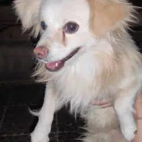 « گمشده » در مسجدالرسول|سگ|مرودشت, مسجد رسول|دیوار