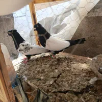 کفتر جفتگاه