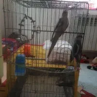 عروس هلندی جفت نرماده