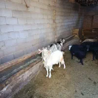 حیوانات مزرعه