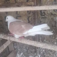 فروش کبوتر