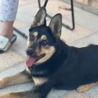 سگ ژرمن ماده|سگ|صوفیان, |دیوار