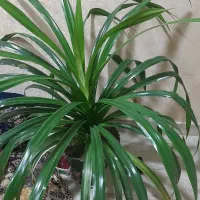 گل زیبا قیمت مناسب