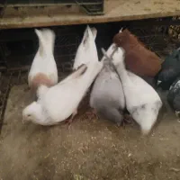 فروش ده تاکفتر رنگی|پرنده|داراب, |دیوار