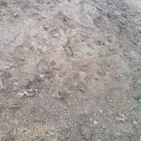 سلام کود گوسفند بالا۸سال