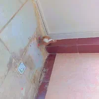 کبوتر ریش زرد کاکلی طوق هفترنگ