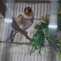 سهره ماده لک وپیس|پرنده|اسلام‌شهر, شهرک امام حسین (میان آباد)|دیوار