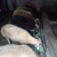 گوسفند  جواهردشت