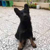 توله میکس ژرمن دوبرمن