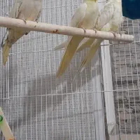 عروس هلندی حراج|پرنده|محمدیه-قزوین, |دیوار