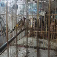 سهره قناری|پرنده|اردبیل, |دیوار