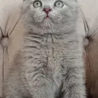 اصیل ترین گربه های بلو