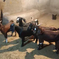 گوسفند بزغاله