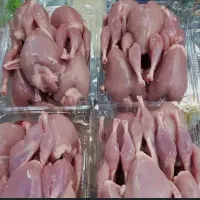فروش بلدرچین زنده عمده