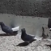 دوعدد دم سفید