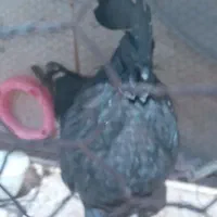 خروس ایام سمانی