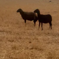 قوچ قزل افشاری ویه بزسانن وبزغاله