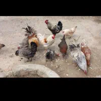 مرغ‌تخم‌گذار‌‌سالم‌یه‌دونه‌خروس‌موجود