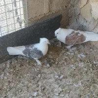 کبوتر پاپر بوشهری