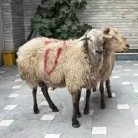 گوسفند زنده